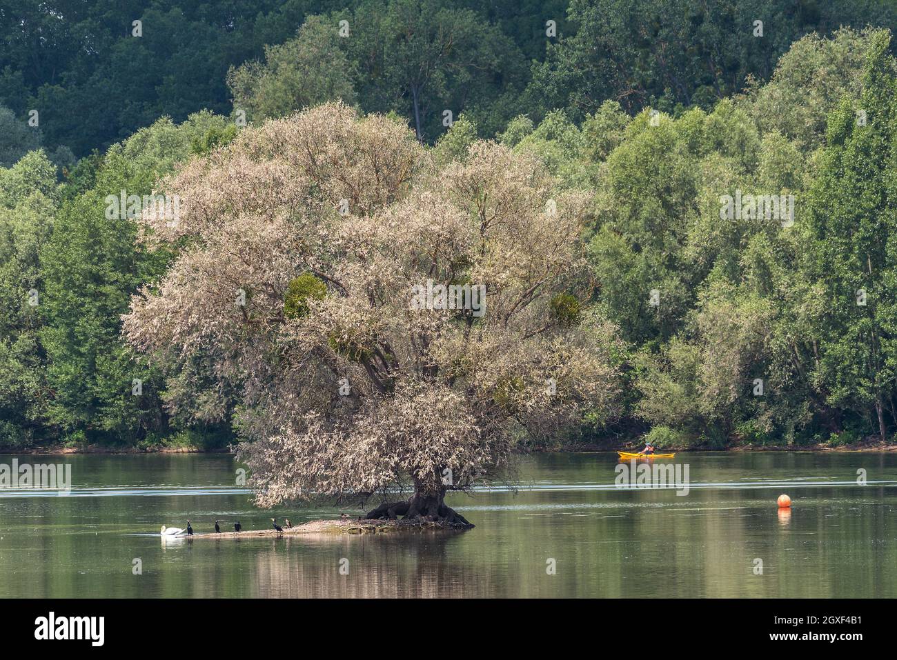 Das Europäische Vogelschutzgebiet und Naturschutzgebiet Knoblochsaue Kuehkopf, Deutschland Stockfoto