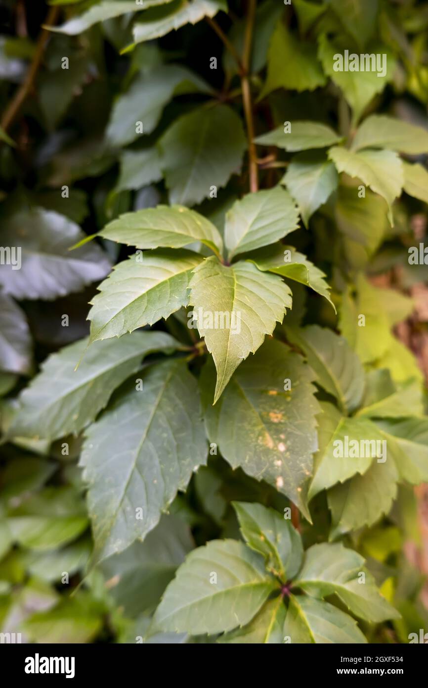 Hintergrund Detail mit frischen grünen Pflanzenblättern, Natur Stockfoto