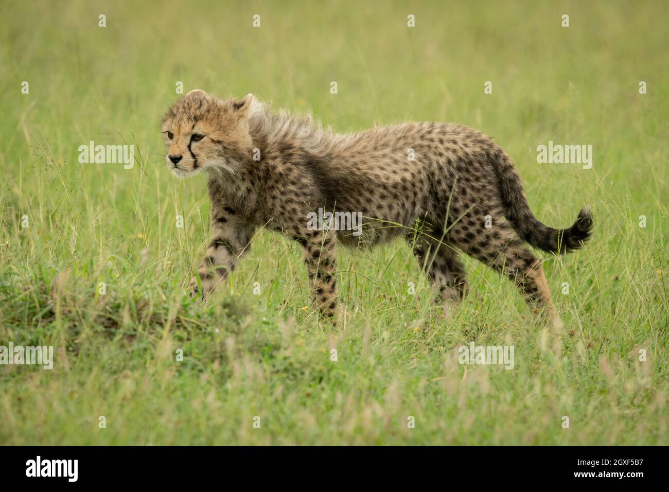 Das Geparden-Junge geht über Gras und geht nach links Stockfoto