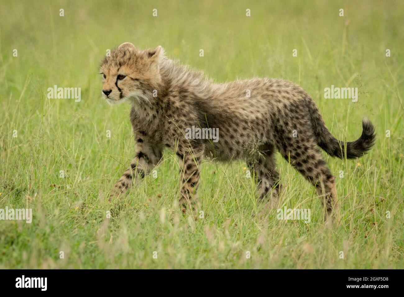 Das Geparden-Junge geht durch Gras und geht nach links Stockfoto