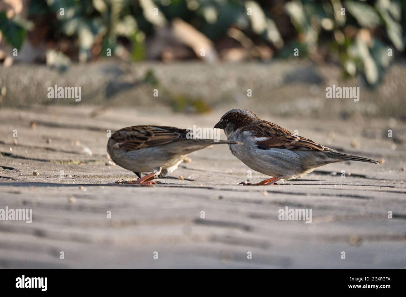 Sperling in berlin, hier ist er noch in großer Zahl zu finden. Seine Populationen sind weltweit rückläufig, meist in größeren Gruppen Stockfoto