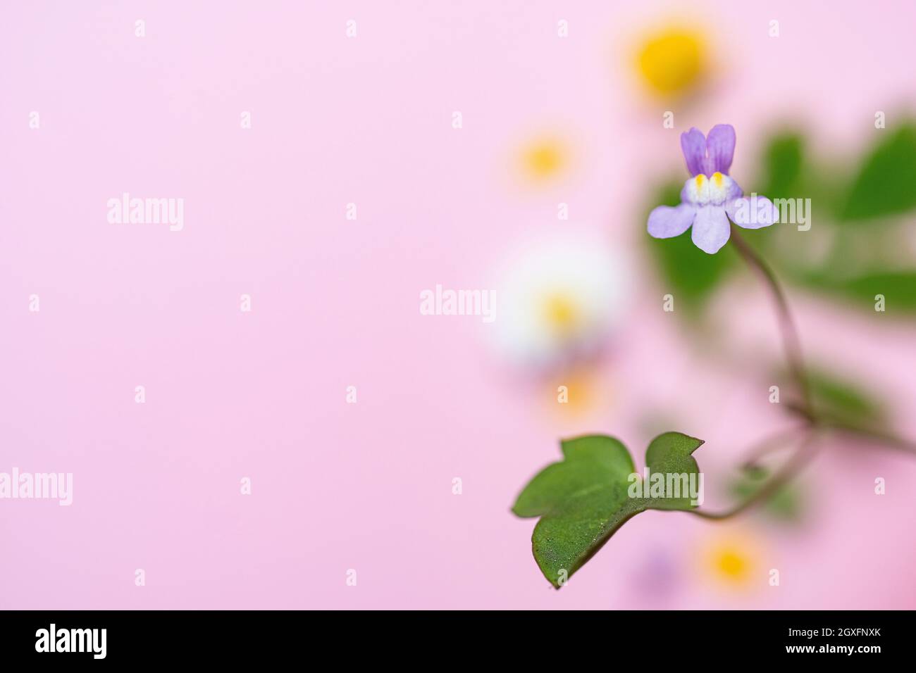 Kenilworth Efeu, Cymbalaria muralis. Aufgenommen mit auf einem rosa Hintergrund Stockfoto