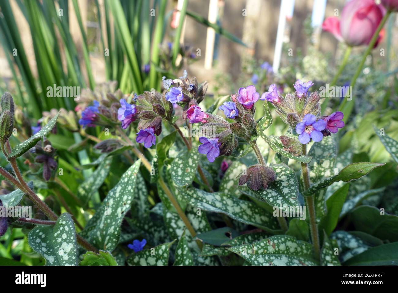 Geflecktes Lungenkraut (Pulmonaria officinalis), auch als echtes Lungenkraut, blühende Pflanze im Blumenbeet Stockfoto