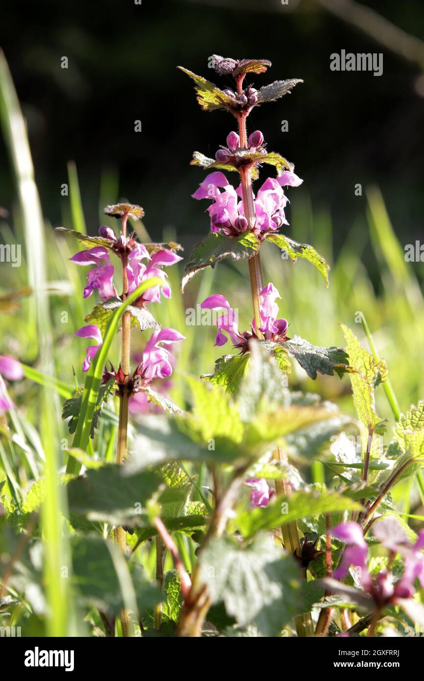 Gefleckte Taubnessel (Lamium maculatum), blühende Pflanzentopftete Totennessel, gefleckte Hühnerbits[ oder purpurner Drache, blühende Pflanze Stockfoto