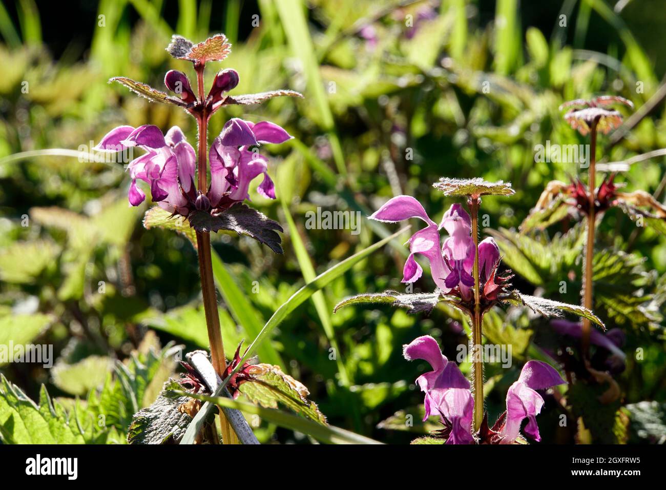 Gefleckte Taubnessel (Lamium maculatum), blühende Pflanzentopftete Totennessel, gefleckte Hühnerbits[ oder purpurner Drache, blühende Pflanze Stockfoto