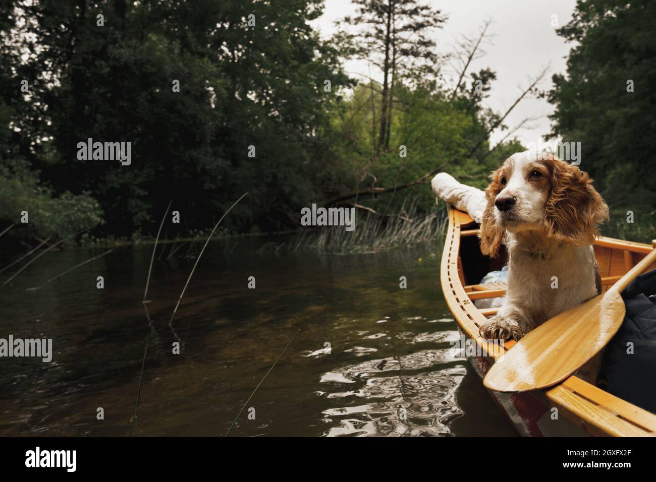 Porträt eines Spanielhundes im Kanu auf dem Fluss Stockfoto