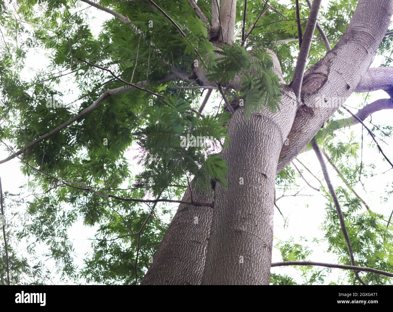 Baum Äste mit Blattbaum und seine verzweigten Bereich mit grünen Blatt Hintergrund Stockfoto