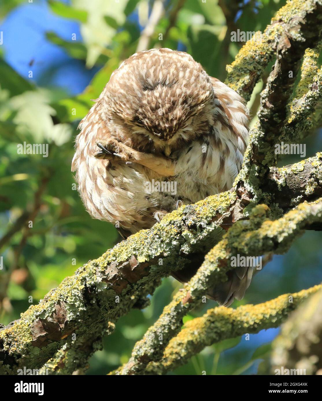 Kleine Eule (Athene Noctua), die sich in einem Baum aufbäumt Stockfoto