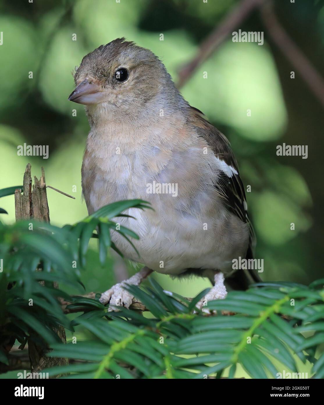 Gemeinsame Buchfink (Fringilla coelebs) Stockfoto