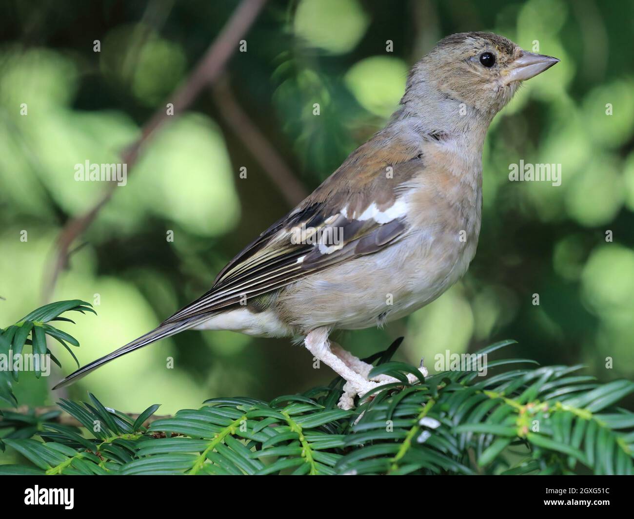 Gemeinsame Buchfink (Fringilla coelebs) Stockfoto