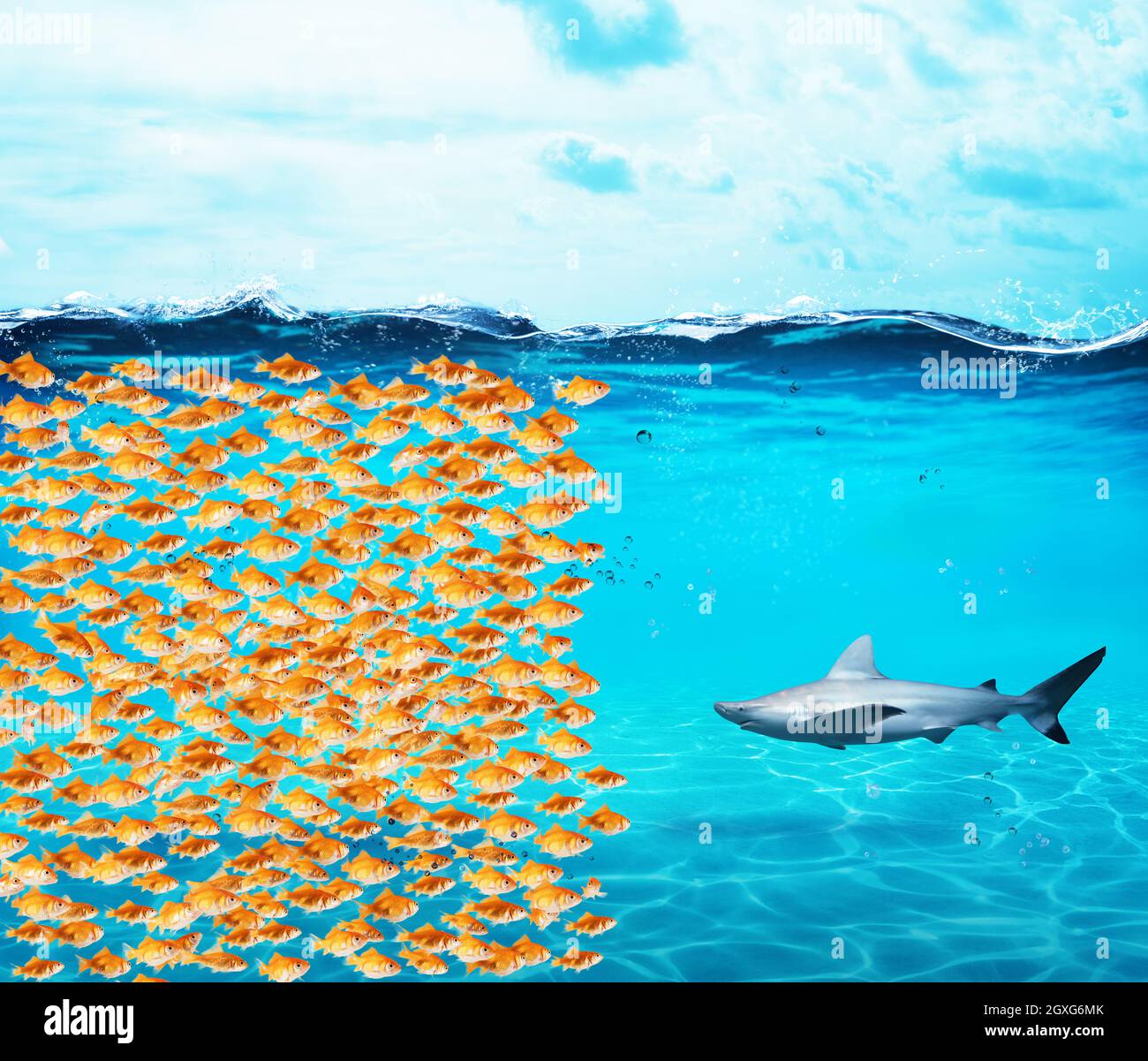 Goldfischgruppe bilden eine große Mauer gegen den Hai. Das Konzept der Einheit ist Stärke, Teamwork und Partnerschaft Stockfoto