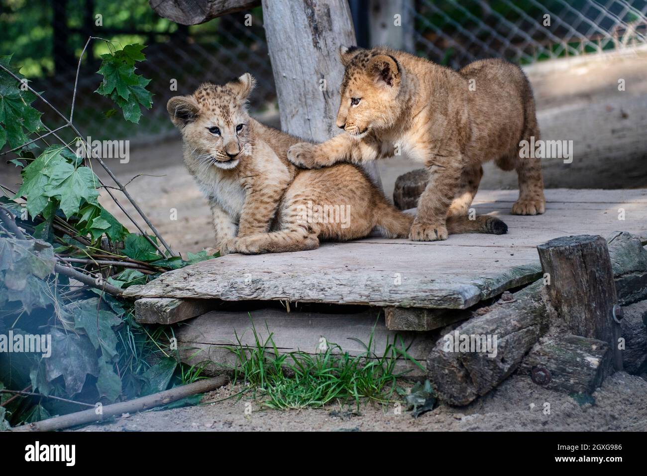 Zwei am 20. Juli geborene Barbaren Löwen (Panthera leo leo) werden am 5. Oktober 2021 im Safaripark Dvur Kralove in Dvur Kralove nad Labem, Tschechien, gesehen. (CTK-Foto/David Tanecek) Stockfoto