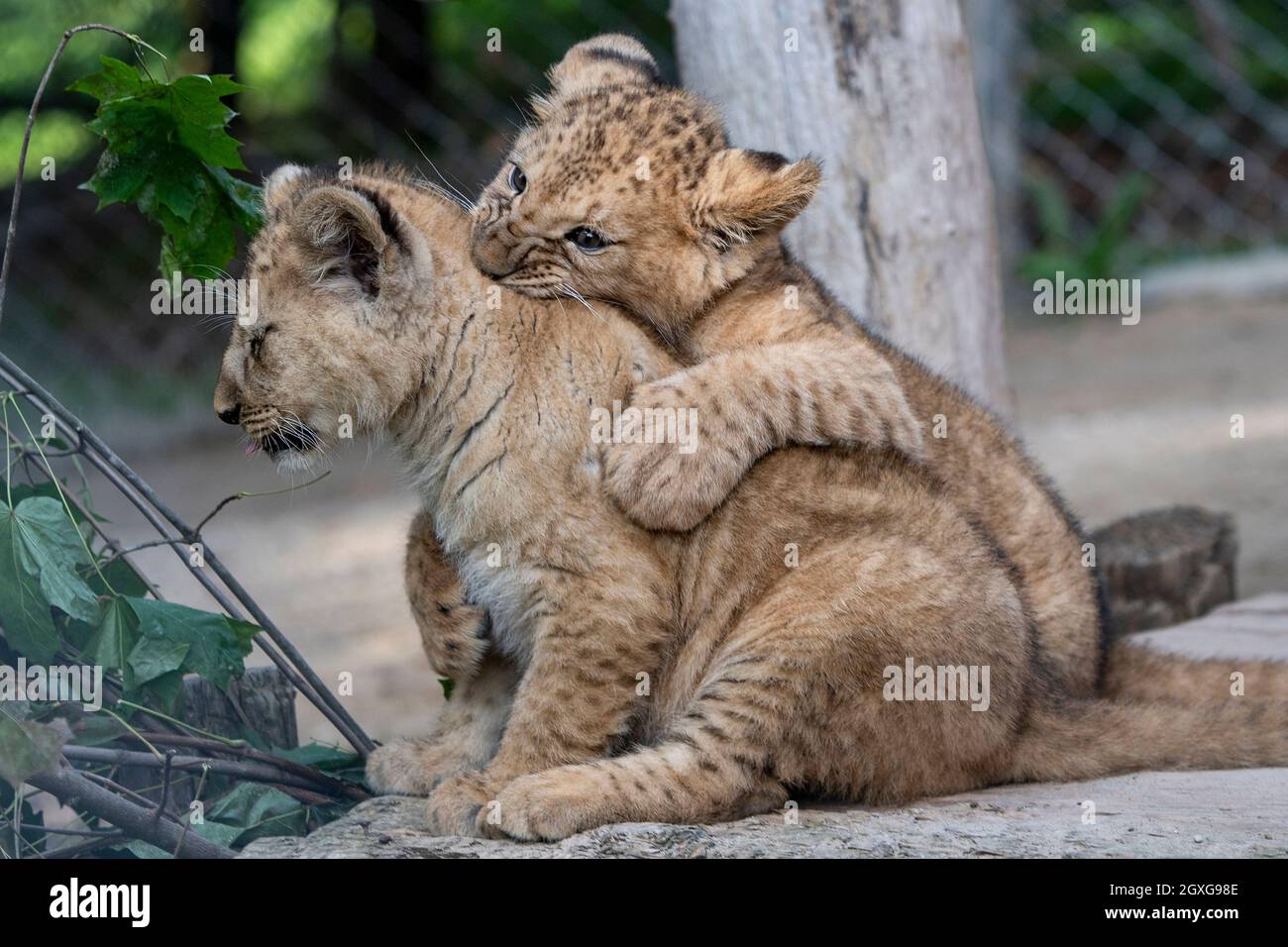 Zwei am 20. Juli geborene Barbaren Löwen (Panthera leo leo) werden am 5. Oktober 2021 im Safaripark Dvur Kralove in Dvur Kralove nad Labem, Tschechien, gesehen. (CTK-Foto/David Tanecek) Stockfoto
