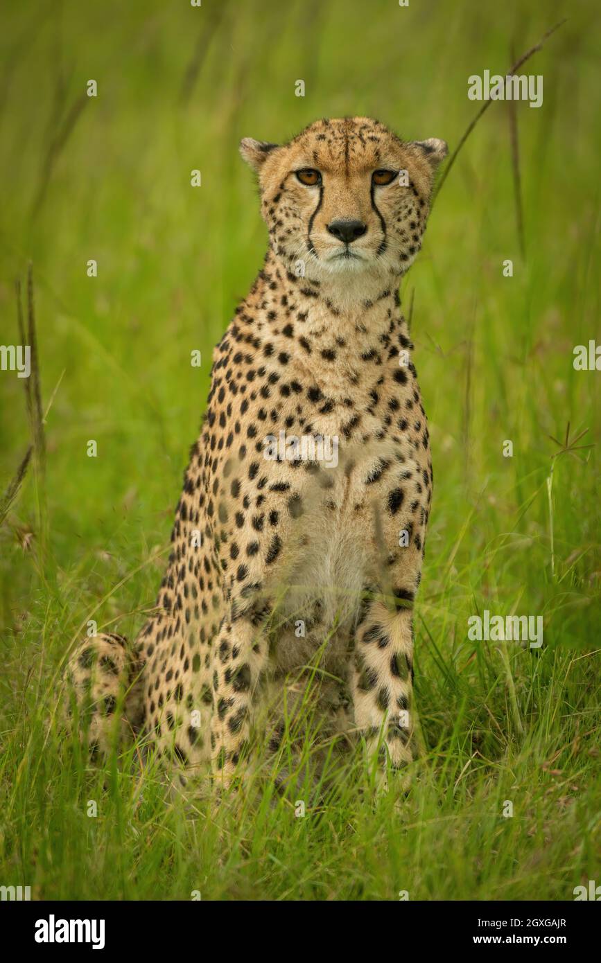 Cheetah sitzt im langen Gras Frontkamera Stockfoto