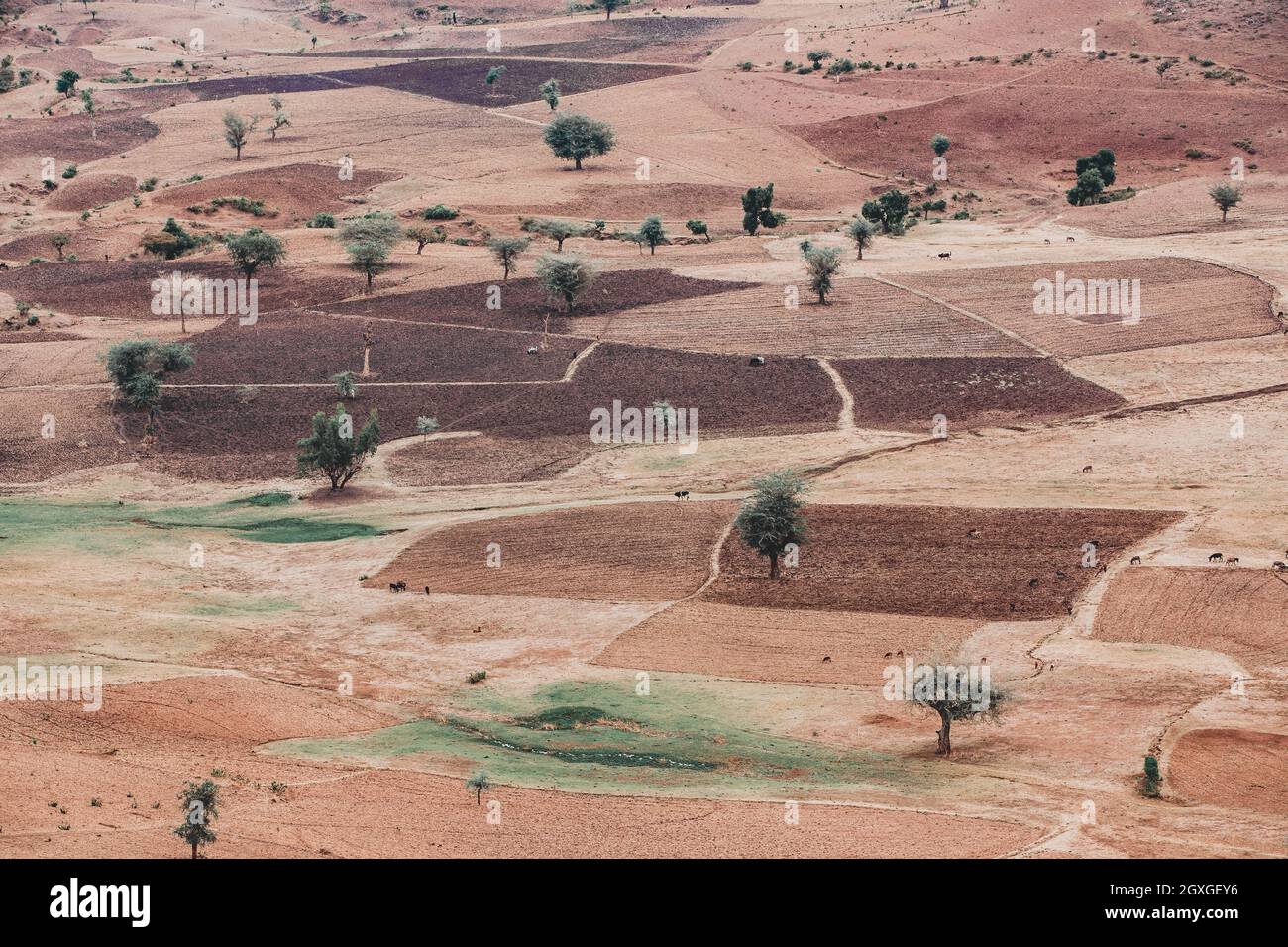 Schöne landwirtschaftliche Landschaft mit traditionellen äthiopischen Feldern in der Nähe der Stadt Gondar, unter den Ruinen von Guzara Palast. Amhara-Region. Äthiopien, Afrika. Stockfoto