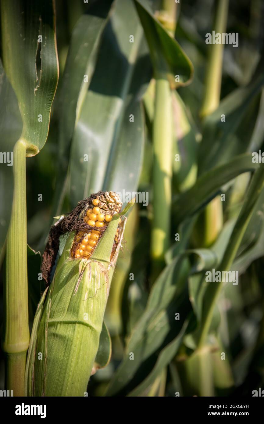 Reif Maispflückvorsatz auf einem Feld, Anbau, Landwirtschaft Stockfoto