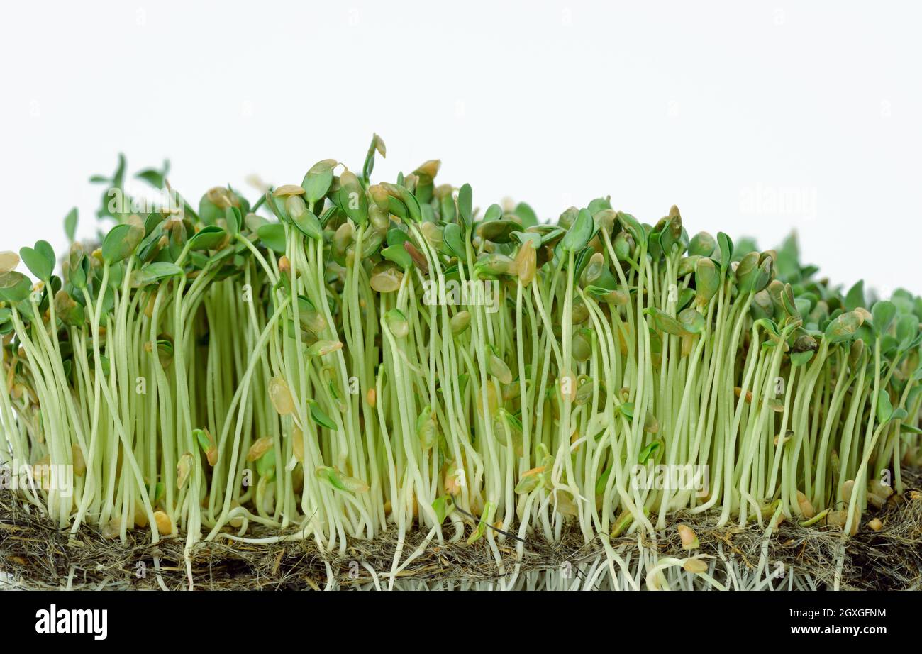 Grüne Flachssprossen auf weißem Hintergrund, nützliches Mikrogrün auf weißem Hintergrund, Nahaufnahme Stockfoto