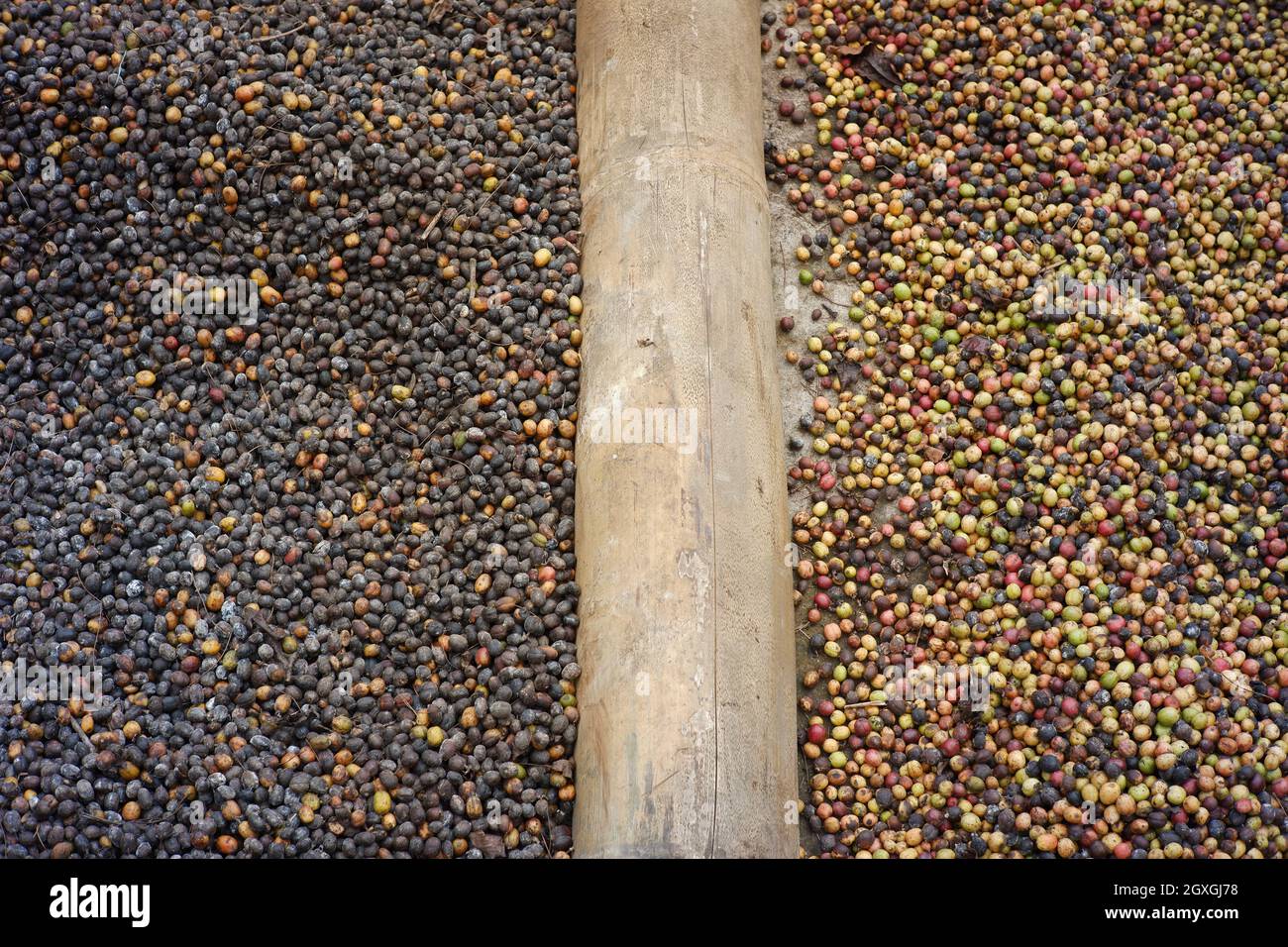 Verschiedene Arten von Kaffeebohnen werden getrocknet und getrennt, um nicht zu mischen. Der Trocknungsprozess von Kaffeebohnen nach der Sortierung. Qualität Kaffeeindustrie Stockfoto