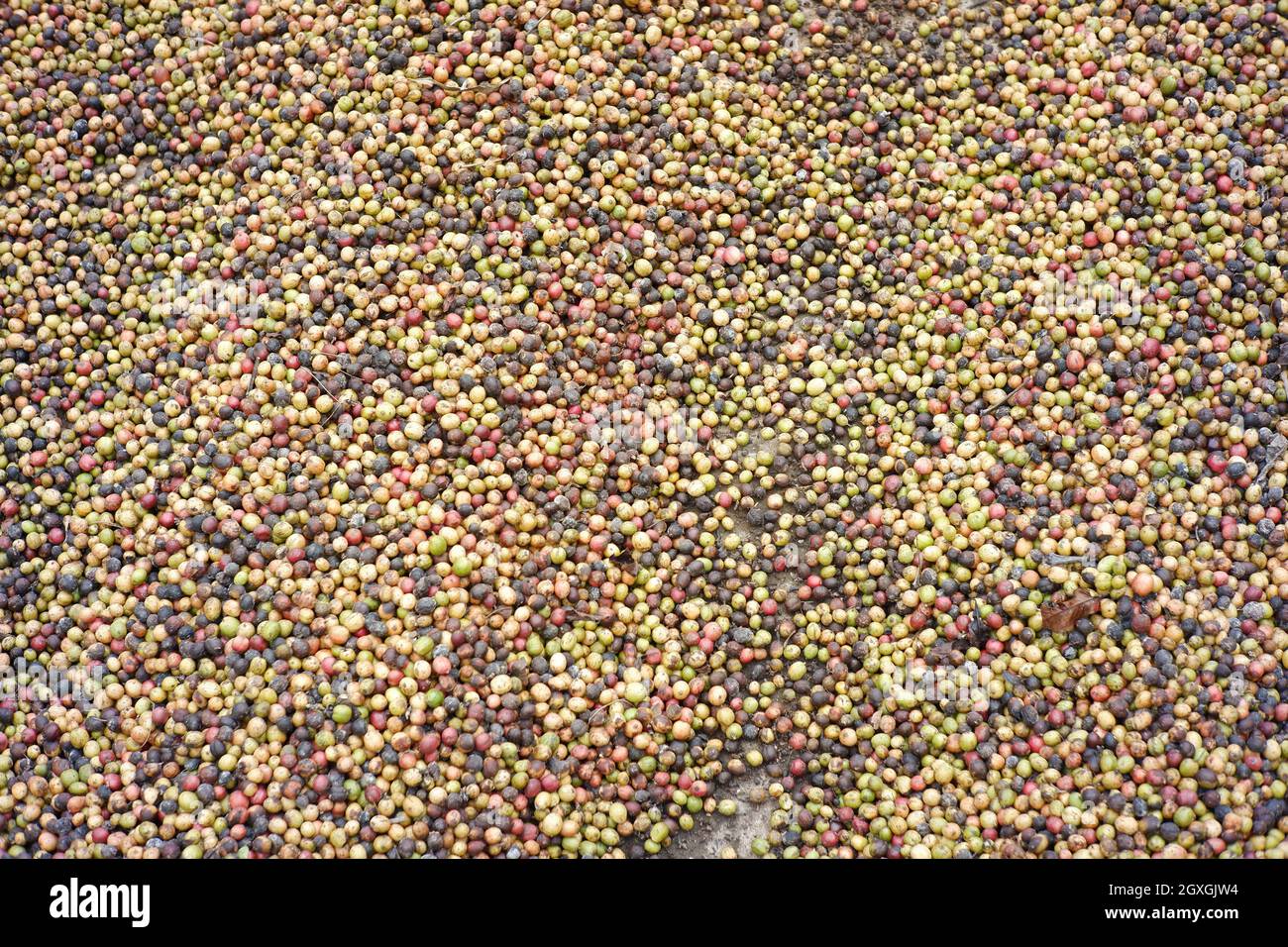 Muster von getrockneten Kaffeebohnen. Der Prozess der Herstellung von Kaffee in der traditionellen Weise. Trockene Kaffeebohnen Hintergrund Stockfoto