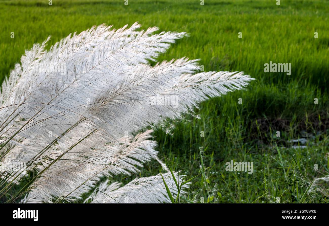 In der Nähe des Reisfeldes blühte ein Strauß weißer Kans-Grasblumen Stockfoto