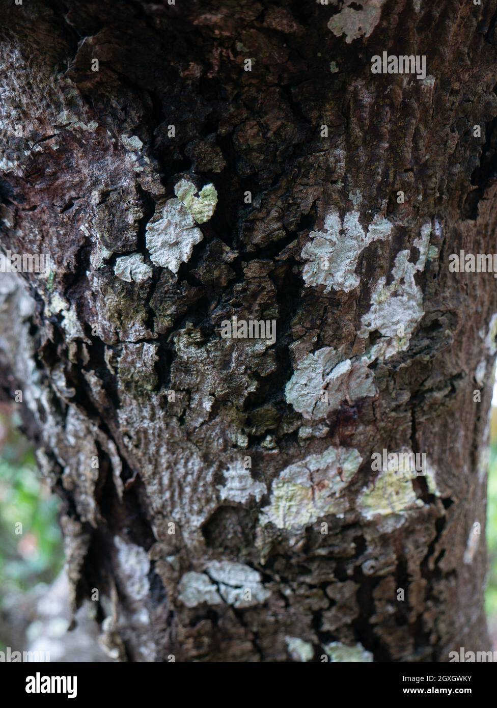 Kakao oder Kakao in der Plantage in Indonesien. Stockfoto