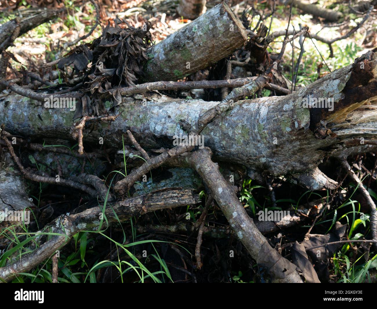 Kakao oder Kakao in der Plantage in Indonesien. Stockfoto