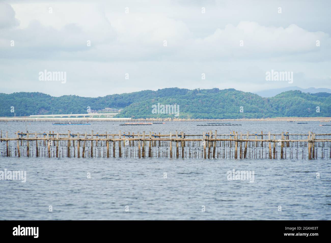 Austernlandwirtschaft (Präfektur Miyagi, Matsushima). Aufnahmeort: Sendai, Präfektur Miyagi Stockfoto