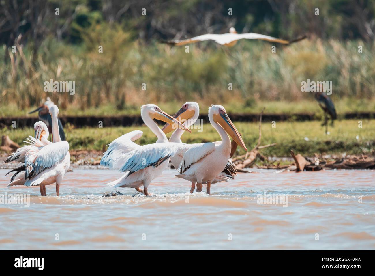 Schwarm Vögel Große Weiße Pelikane, Pelecanus onocrotalus, auf chamo See, Arba Minch, Äthiopien, Afrika wildlife Stockfoto