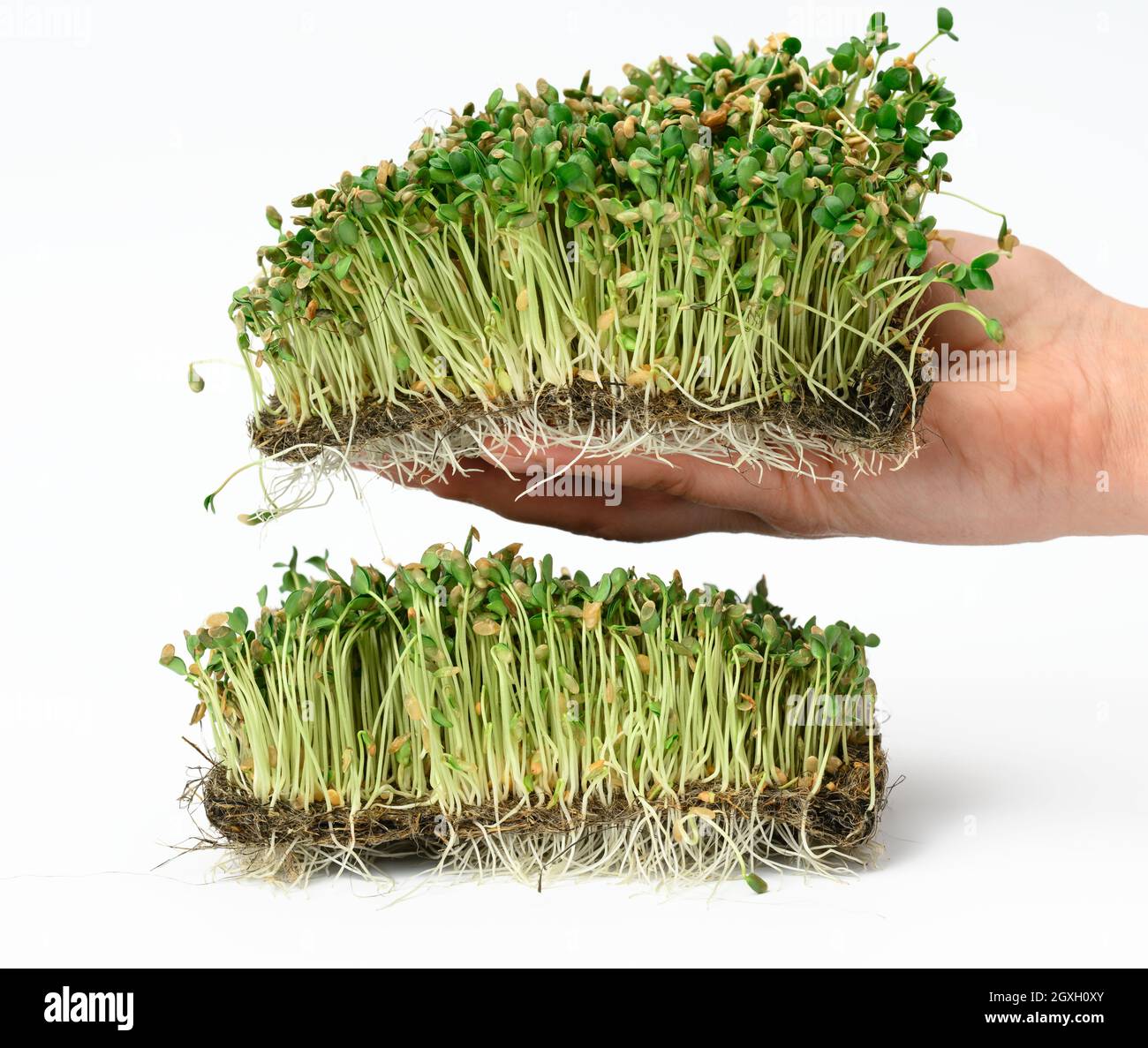 Grüne Flachssprossen auf weißem Hintergrund, nützliches Mikrogrün auf weißem Hintergrund, Detox Stockfoto