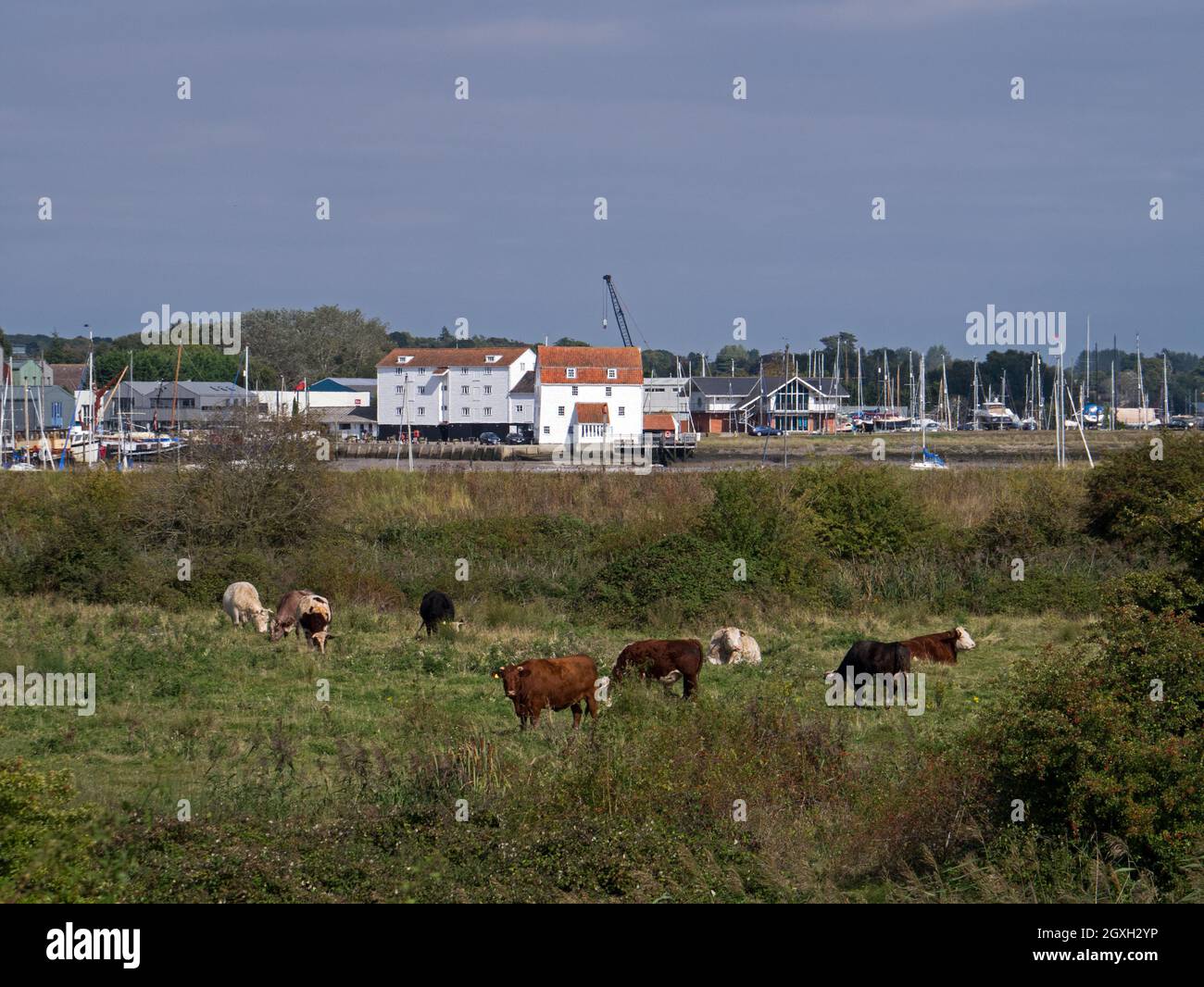 Woodbridge auf dem Fluss Deben mit seiner Gezeitenmühle und der Bootshafen, über einem Rinderfeld betrachtet, Woodbridge, Suffolk, England, Großbritannien, Stockfoto
