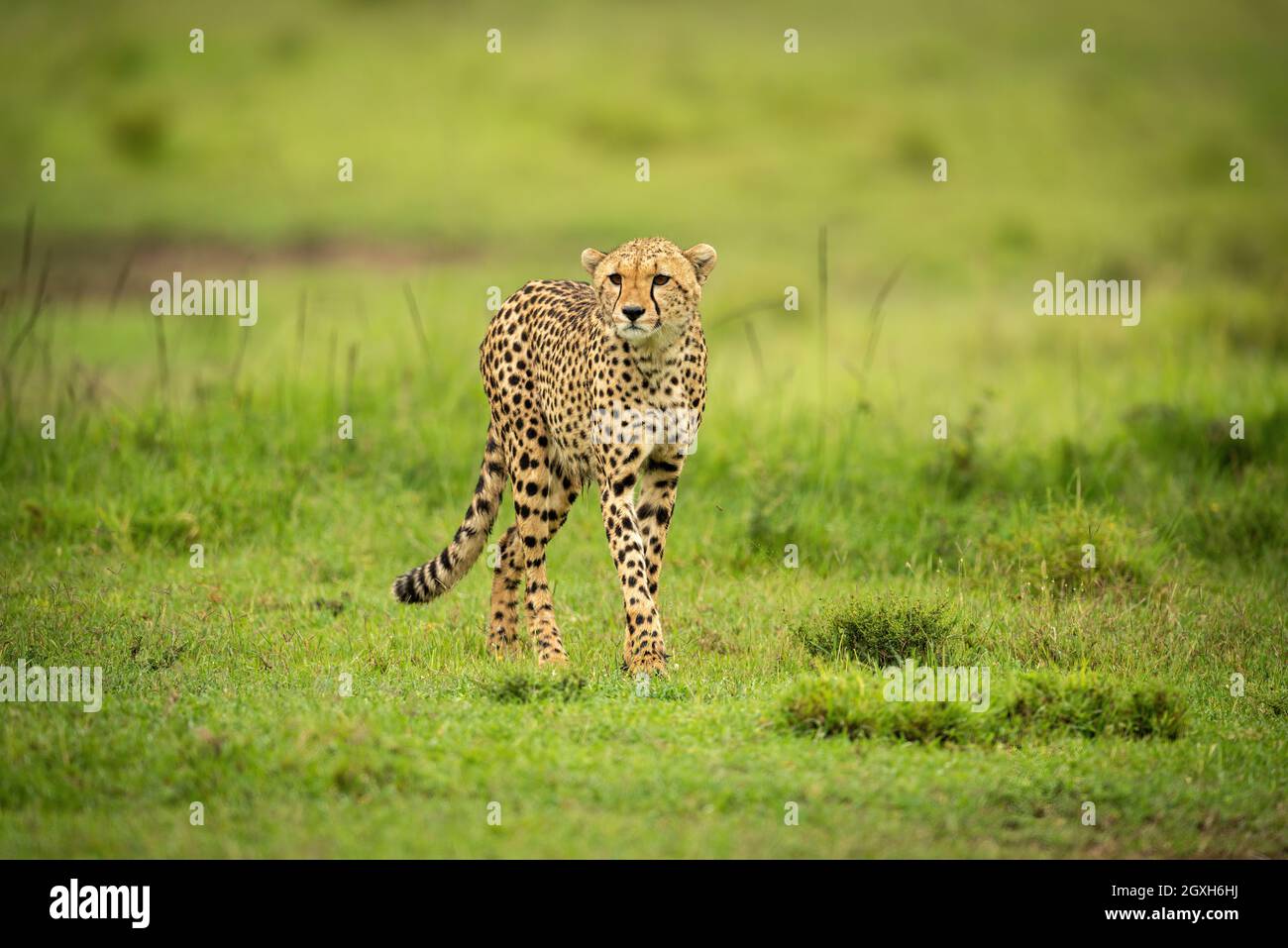 Cheetah läuft über kurzes Gras und starrt voraus Stockfoto