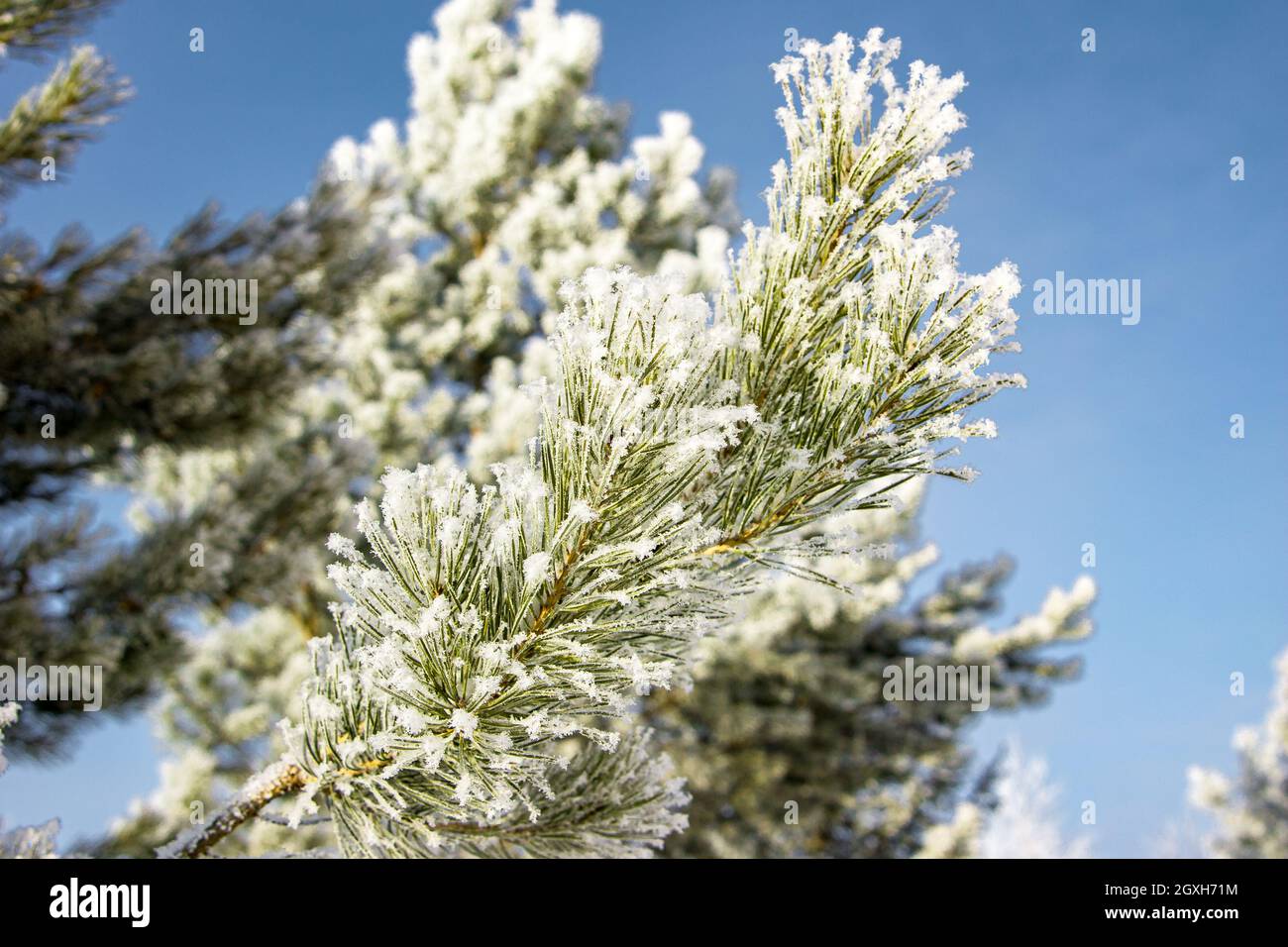 Nadelzweig mit Frost bedeckt nach starken Frösten vor dem Hintergrund eines blauen Himmels, die Sonne scheint bald wird es warm sein Stockfoto