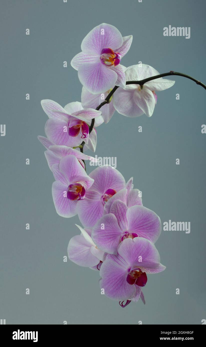 Rosa Phalaenopsis Orchidee Stockfoto