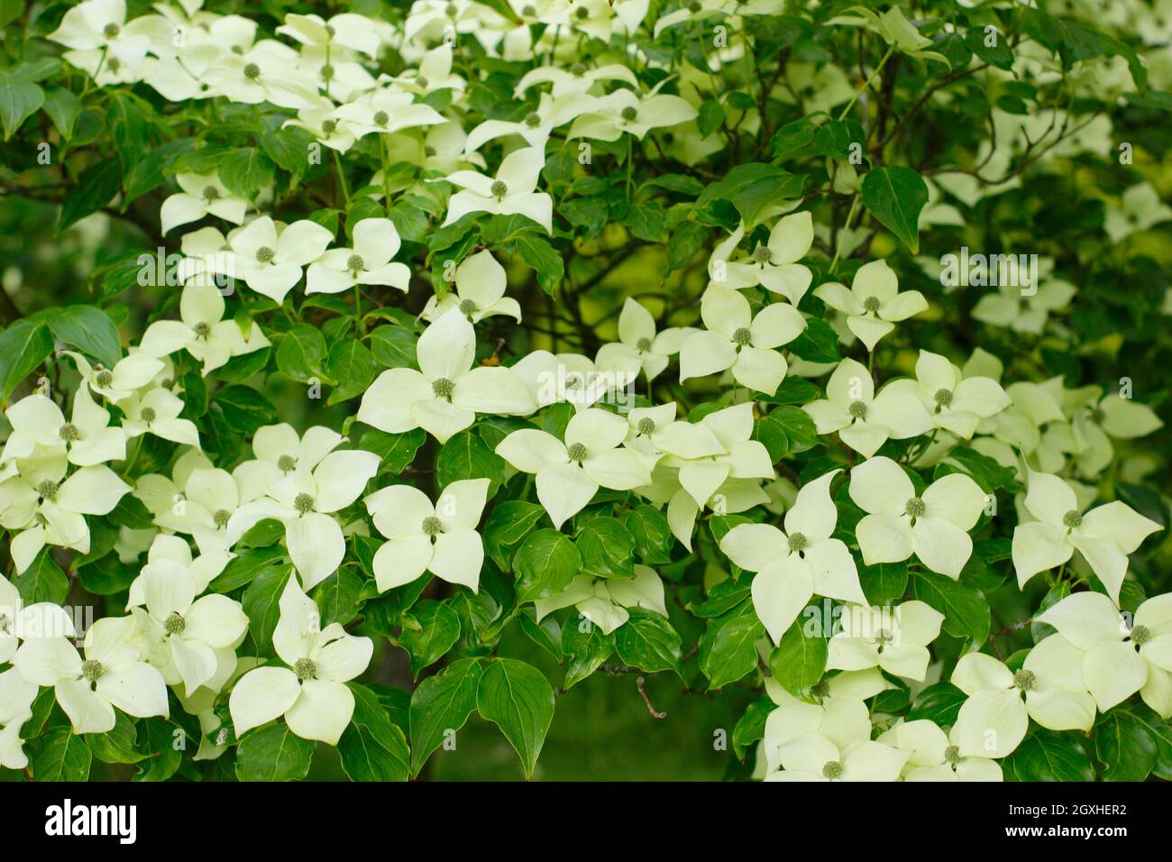 Dogwood blüht. Cornus kousa 'China Girl' Baum zeigt Hochblätter im Frühsommer. VEREINIGTES KÖNIGREICH Stockfoto