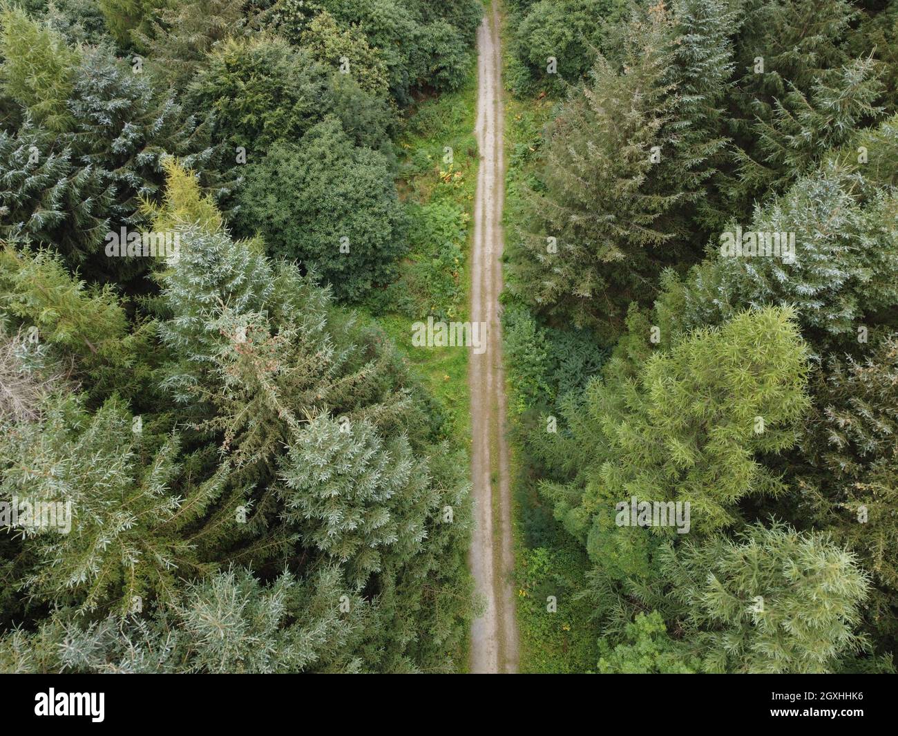 Weg durch einen Wald, von oben gesehen Stockfoto