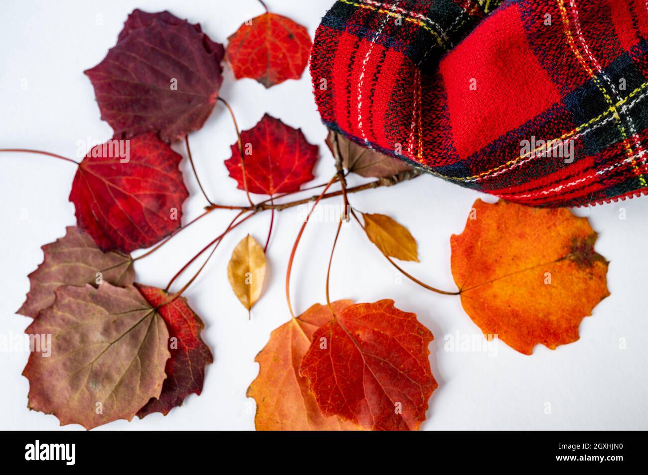 Saisonaler Herbsthintergrund mit rotem Espenblatt und rotem Wolltartan-Stoff auf weißem Hintergrund, Nahaufnahme. Stockfoto