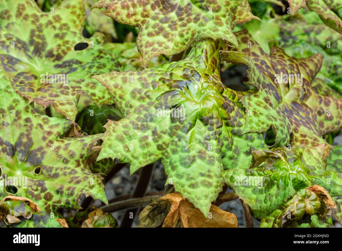 Podophyllum versipelle 'Spotty Dotty', Mayapple 'Spotty Dotty'. Dekoratives Laub. Hybrid-Podophyllum. Braun-gepunktete Blätter Stockfoto