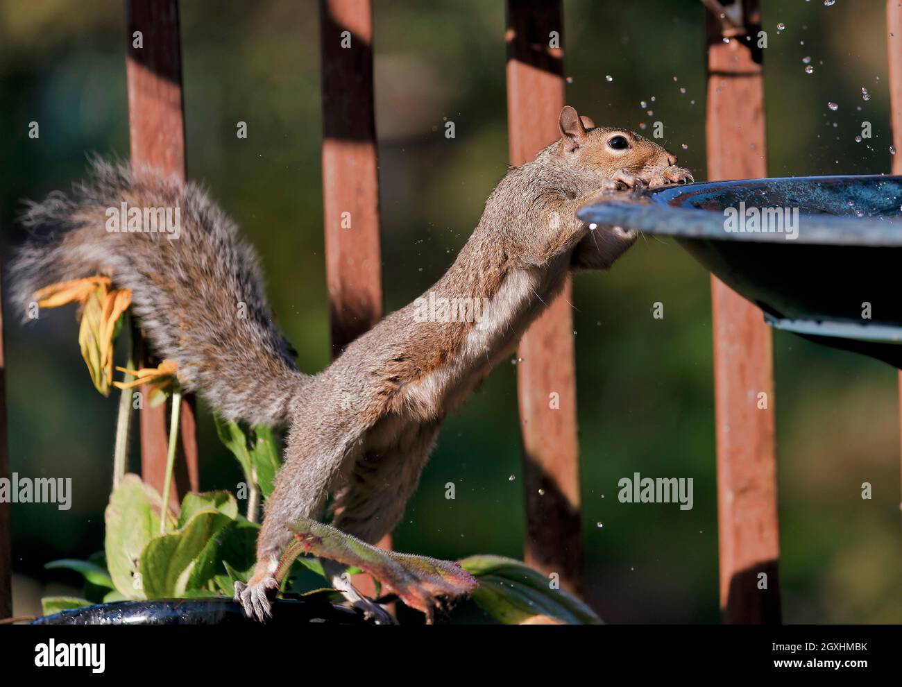 Eichhörnchen erstreckt sich bis zum Gartenbrunnen Stockfoto