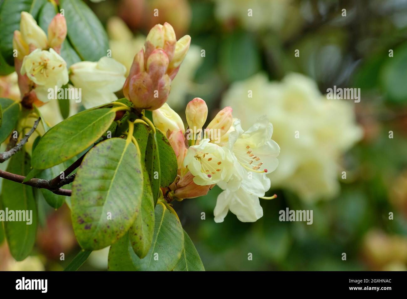 Rhododendron „Moonshine Bright“. Im späten Frühjahr blüht das hellgelbe Zitronengelb. Stockfoto