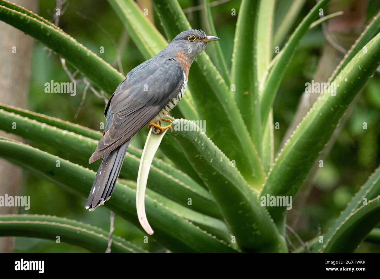 Kuckuck, Cuculus solitarius, in Grahamstown/Makhanda, Eastern Cape Province, Südafrika, 04. Dezember 2020. Stockfoto