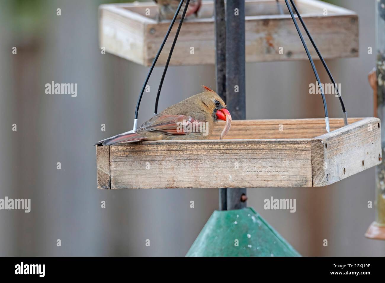 Eine Kardinalin mit einem ungewöhnlichen Schnabelwachstum in einer Gartenzuführung im Dorf Elk Grove Stockfoto