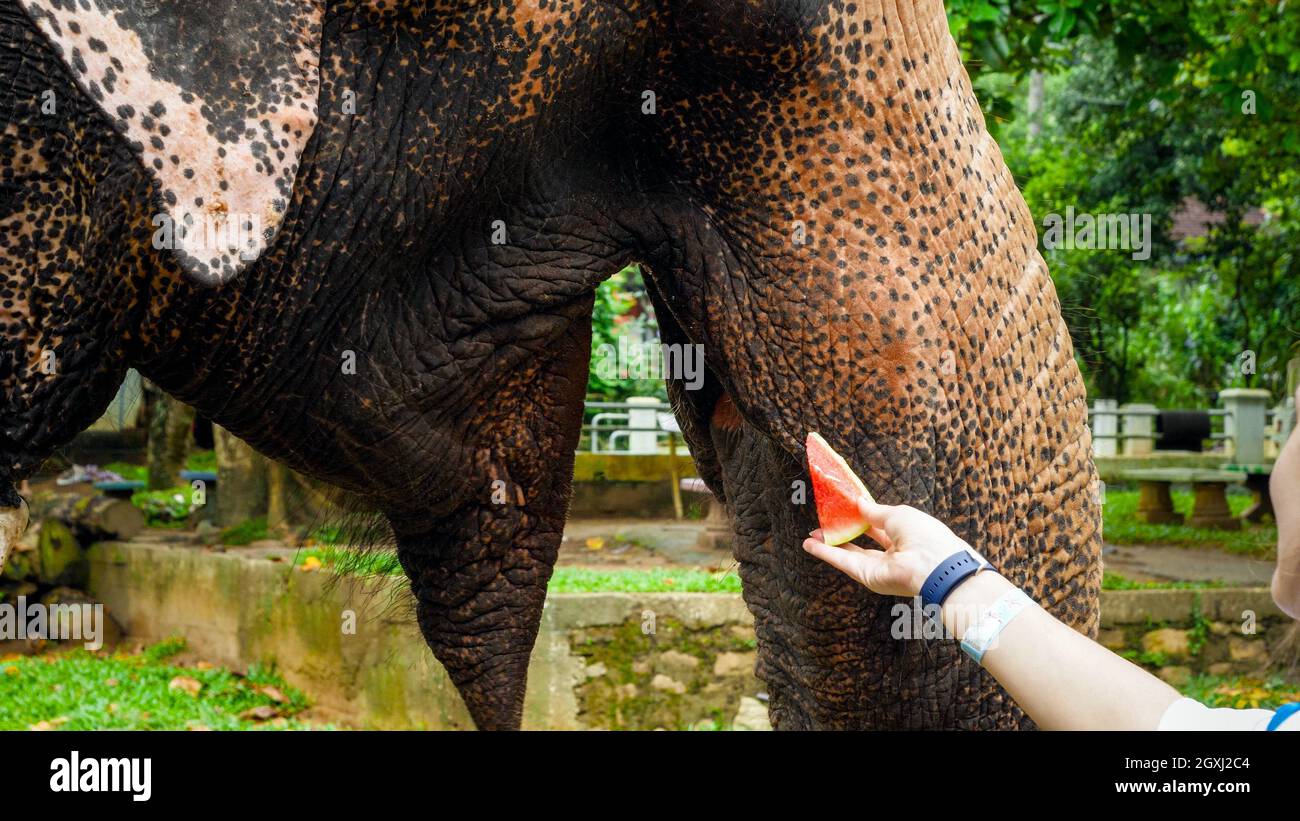 Nahaufnahme eines Elefanten, der Früchte von weiblicher touristischer Hand im Zoo isst Stockfoto