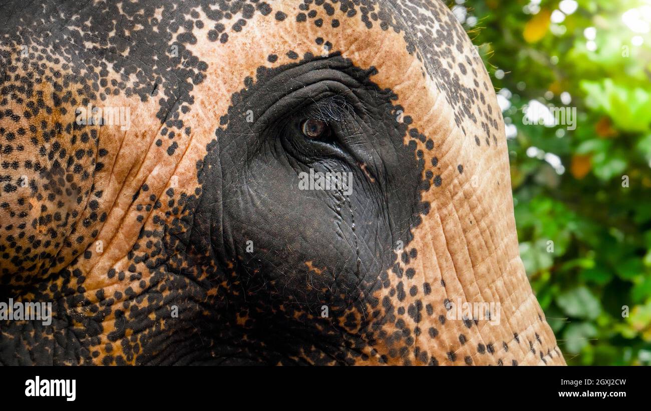 Nahaufnahme von traurigen Augen eines erwachsenen indischen Elefanten im Zoo. Konzept des Tierschutzes vor Missbrauch und grausamer Behandlung Stockfoto