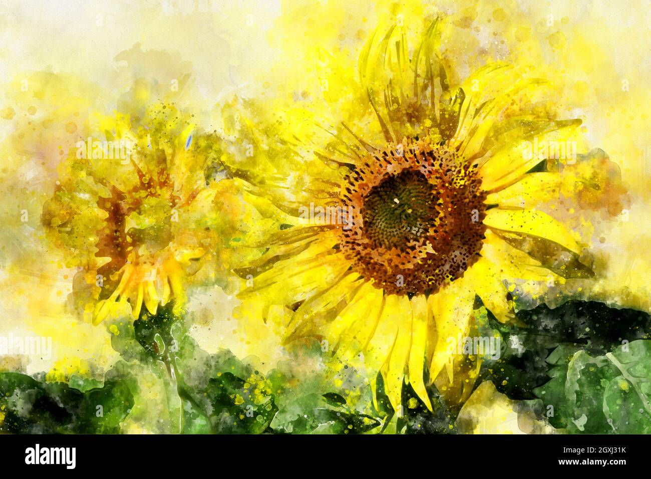 Sonnenblumenfeld. Farbe von Sonnenblumenköpfen in Aquarellen. Stockfoto