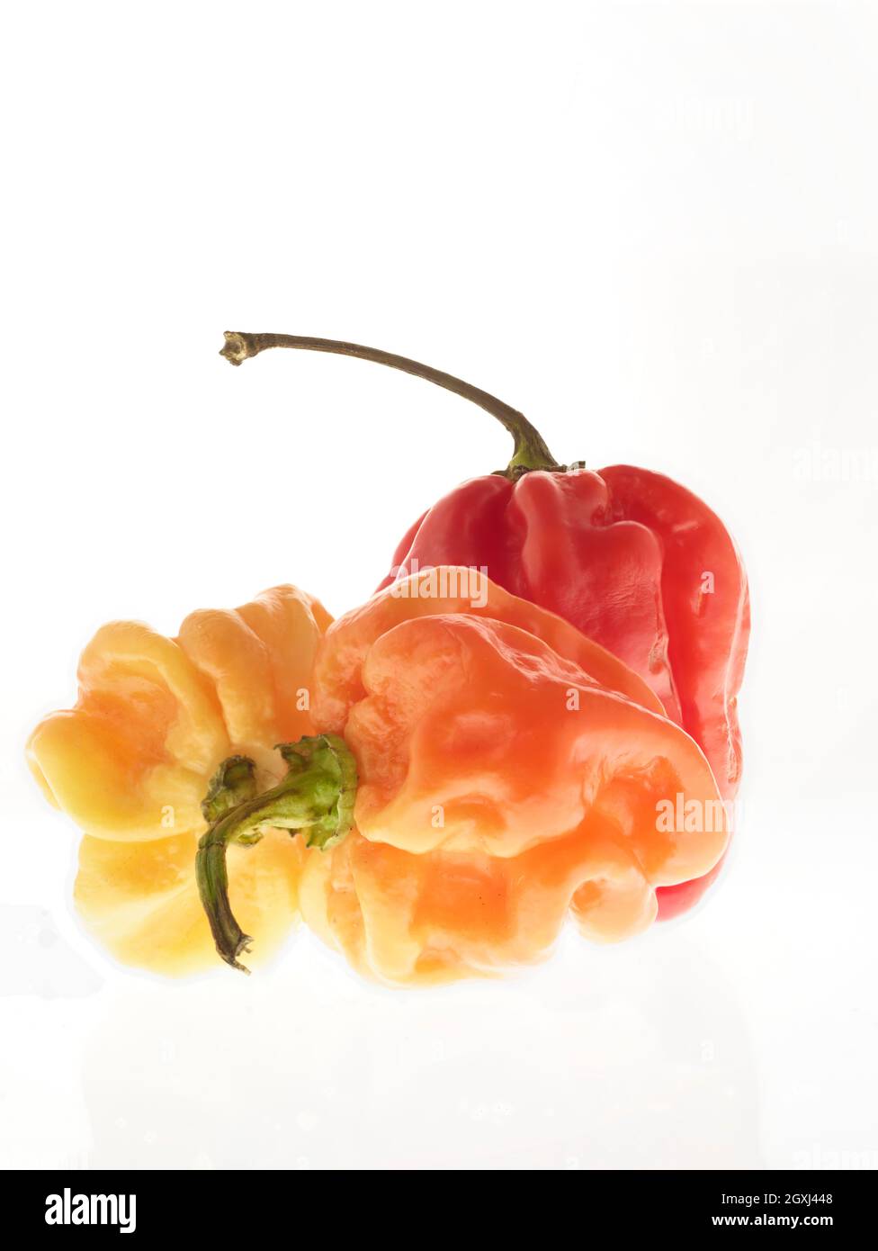 Die Stillleben von Scotch Bonnet Peppers mit hochauflösenden Lebensmittelzutaten auf einem einfachen Hintergrund Stockfoto