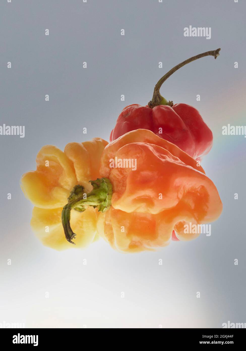 Die Stillleben von Scotch Bonnet Peppers mit hochauflösenden Lebensmittelzutaten auf einem einfachen Hintergrund Stockfoto