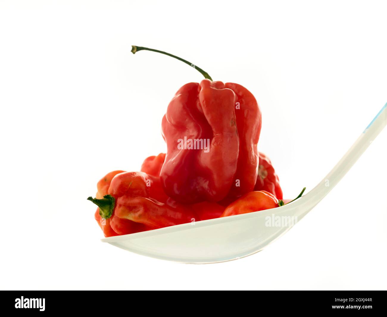 Die Stillleben von Scotch Bonnet Peppers mit hochauflösenden Lebensmittelzutaten auf einem einfachen Hintergrund Stockfoto