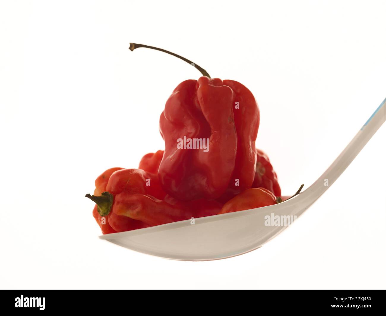 Die Stillleben von Scotch Bonnet Peppers mit hochauflösenden Lebensmittelzutaten auf einem einfachen Hintergrund Stockfoto