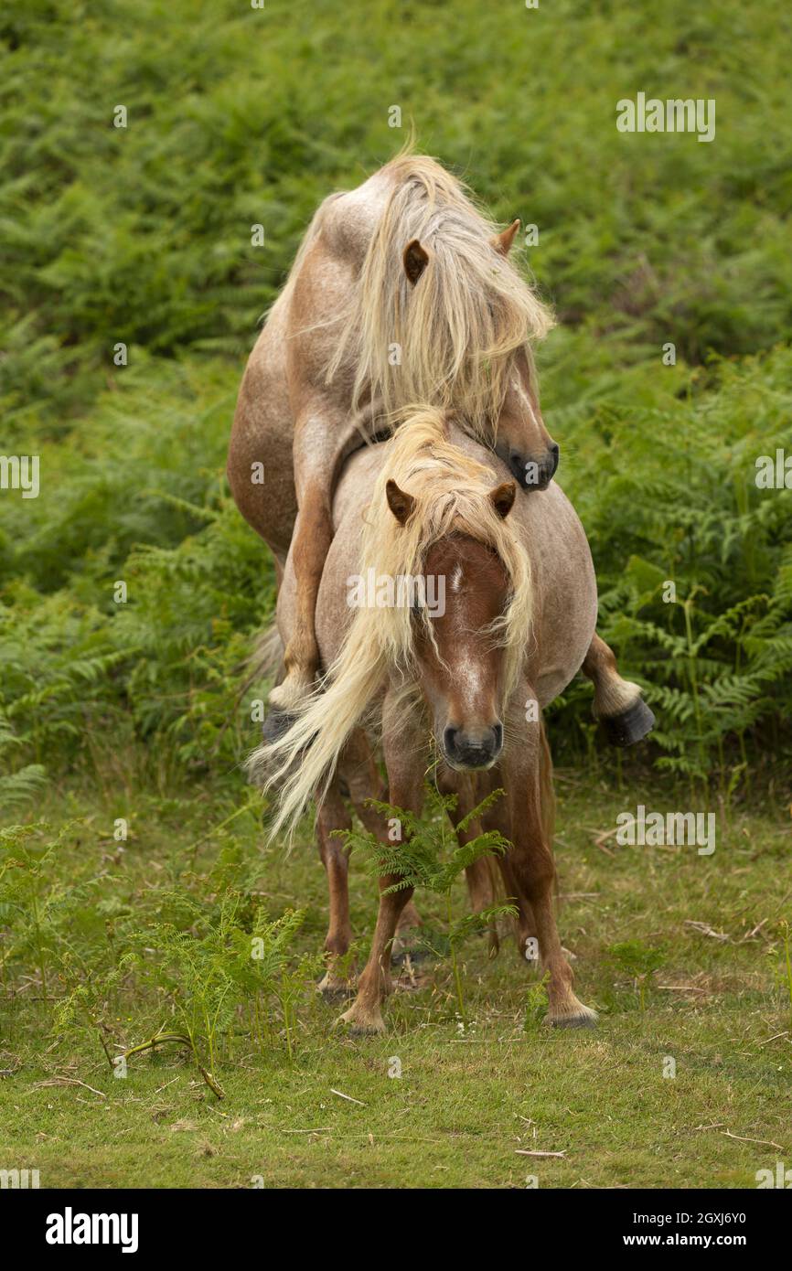 Wild welsh Ponys Pony Carneddau Snowdonia Wales Europa Stockfoto