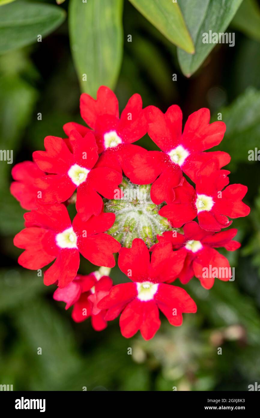 Entzückendes Verbena Showboat rot mit Auge, Blumengedicht in Nahaufnahme Stockfoto